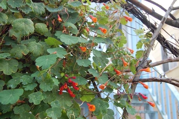 Hľuzové nasturtium Hľuzové nasturtium