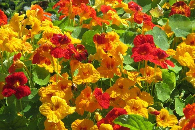 Veľké nasturtium Veľké nasturtium
