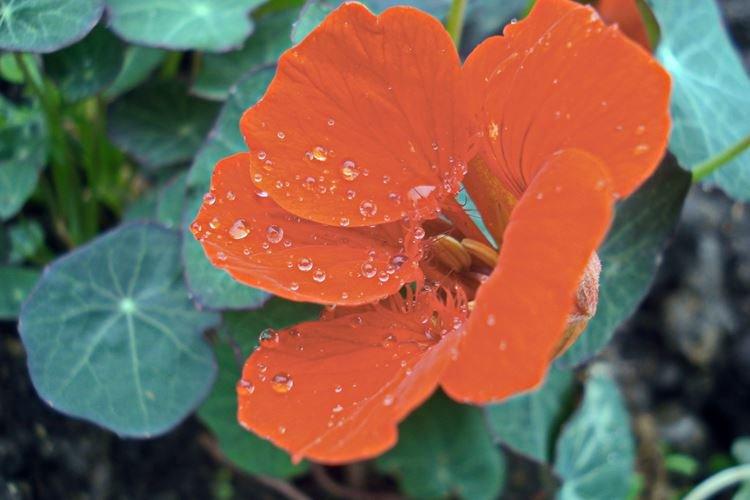 Malé nasturtium Malé nasturtium