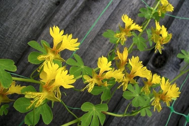 Cudzie nasturtium Cudzie nasturtium