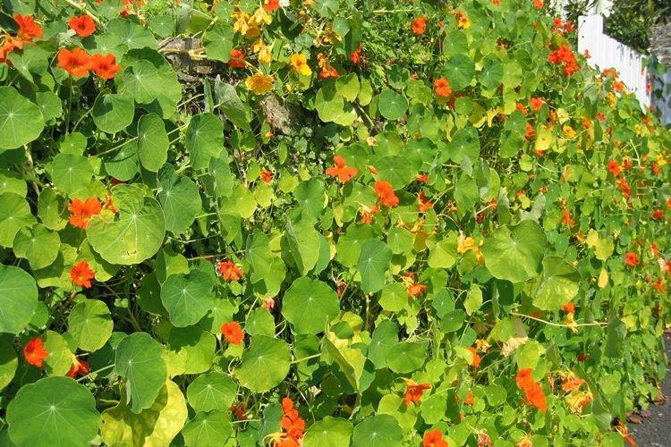 Kučeravé nasturtium Kučeravé nasturtium
