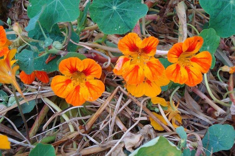 Teplota a osvetlenie - starostlivosť o nasturtium Teplota a osvetlenie - starostlivosť o nasturtium