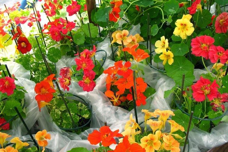 Polievanie - starostlivosť o nasturtium Polievanie - starostlivosť o nasturtium
