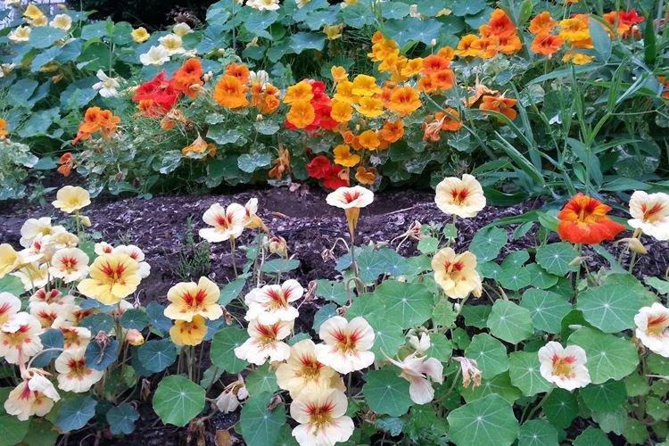 Pôda - starostlivosť o nasturtium Pôda - starostlivosť o nasturtium
