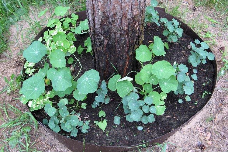 Hnojivá a kŕmenie - starostlivosť o nasturtium Hnojivá a kŕmenie - starostlivosť o nasturtium