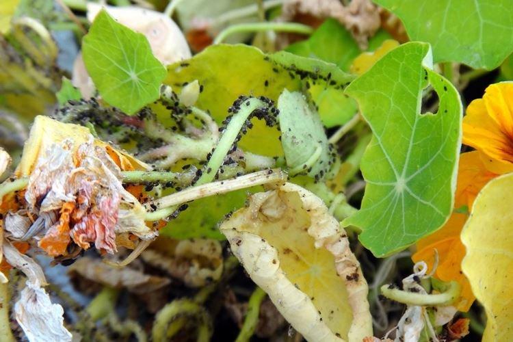 Kontrola škodcov a chorôb - Nasturtium Kontrola škodcov a chorôb - Nasturtium