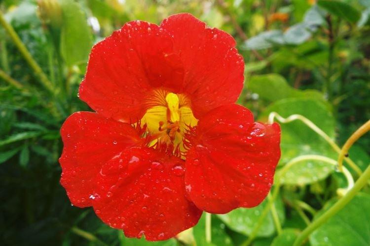 Nasturtiums - foto Nasturtiums - foto