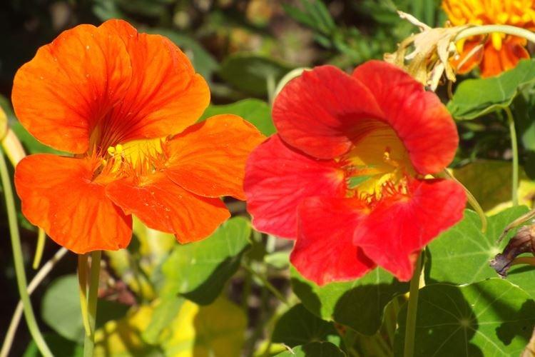 Nasturtiums - foto Nasturtiums - foto