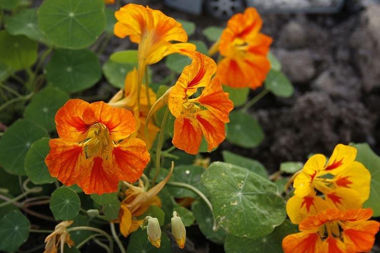Nasturtiums - foto Nasturtiums - foto