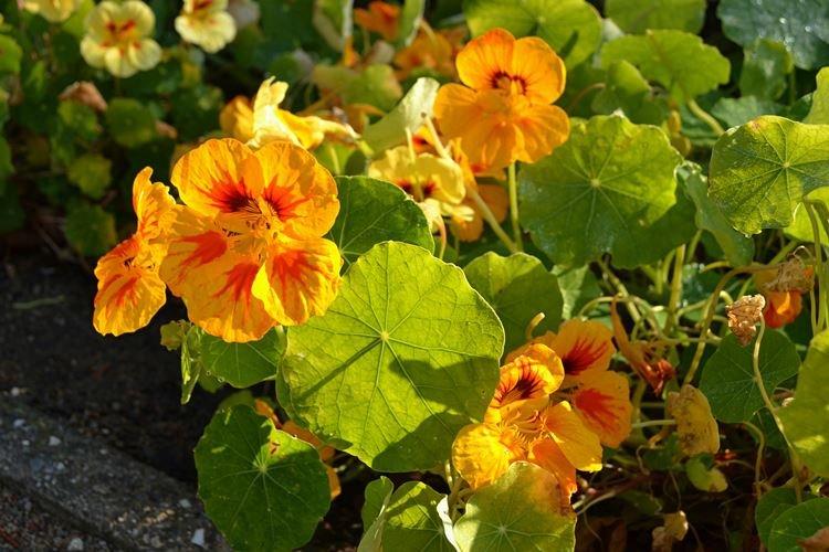 Nasturtiums - foto Nasturtiums - foto