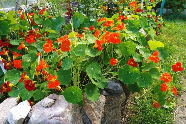 Nasturtiums - foto Nasturtiums - foto