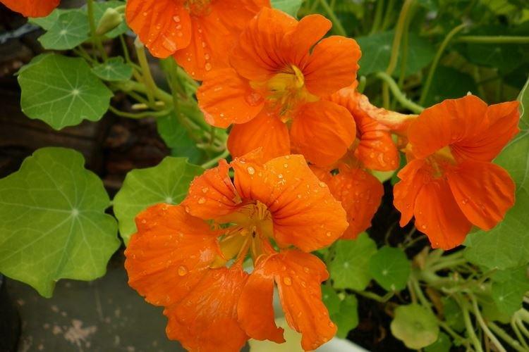Nasturtiums - foto Nasturtiums - foto