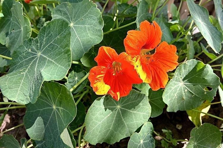 Nasturtiums - foto Nasturtiums - foto