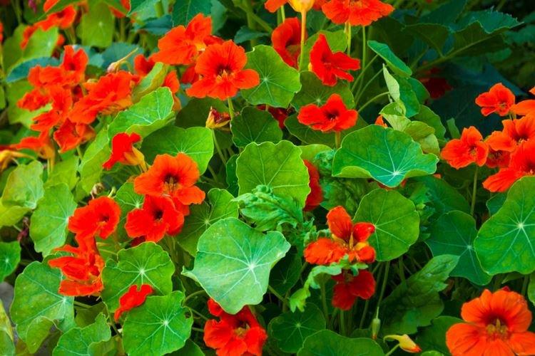 Nasturtiums - foto Nasturtiums - foto