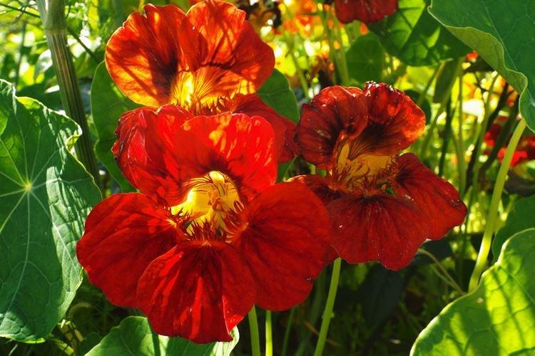 Nasturtiums - foto Nasturtiums - foto