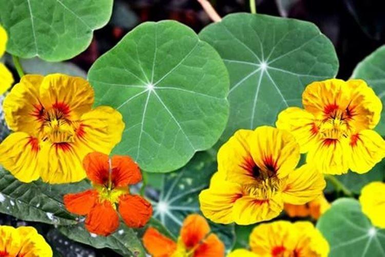 Nasturtiums - foto Nasturtiums - foto