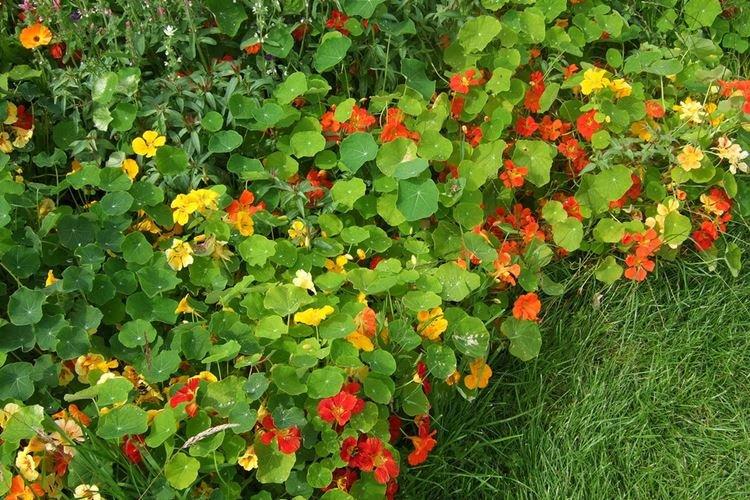 Nasturtiums - foto Nasturtiums - foto