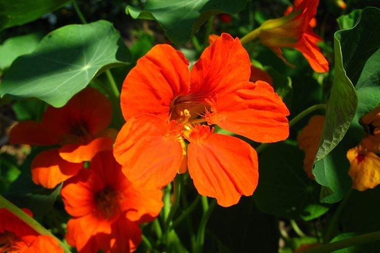 Nasturtiums - foto Nasturtiums - foto