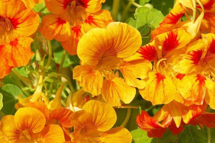 Nasturtiums - foto Nasturtiums - foto