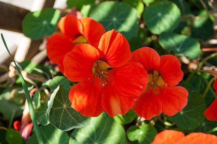 Nasturtiums - foto Nasturtiums - foto