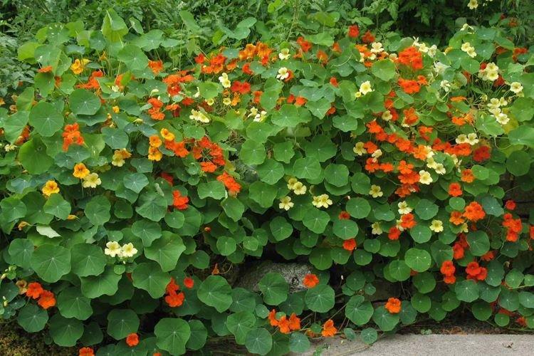 Nasturtiums - foto Nasturtiums - foto