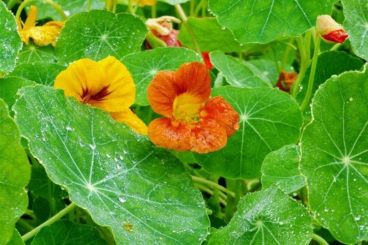 Nasturtiums - foto Nasturtiums - foto