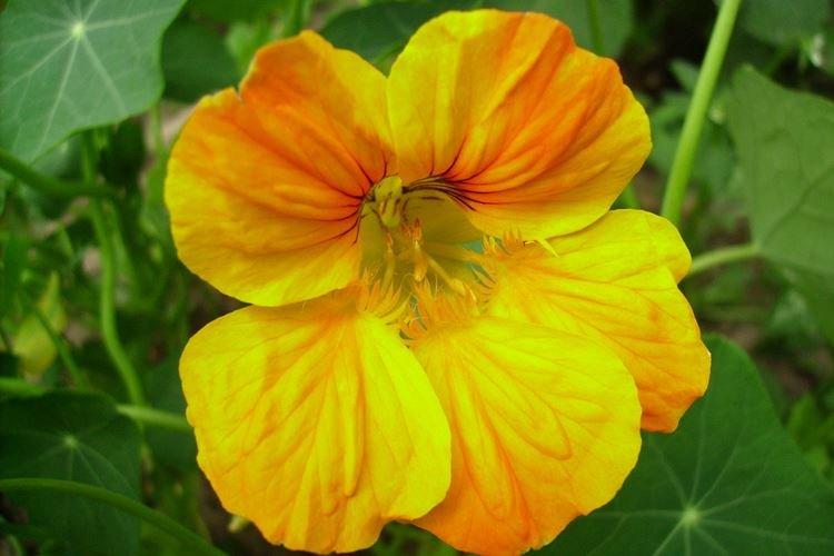 Nasturtiums - foto Nasturtiums - foto