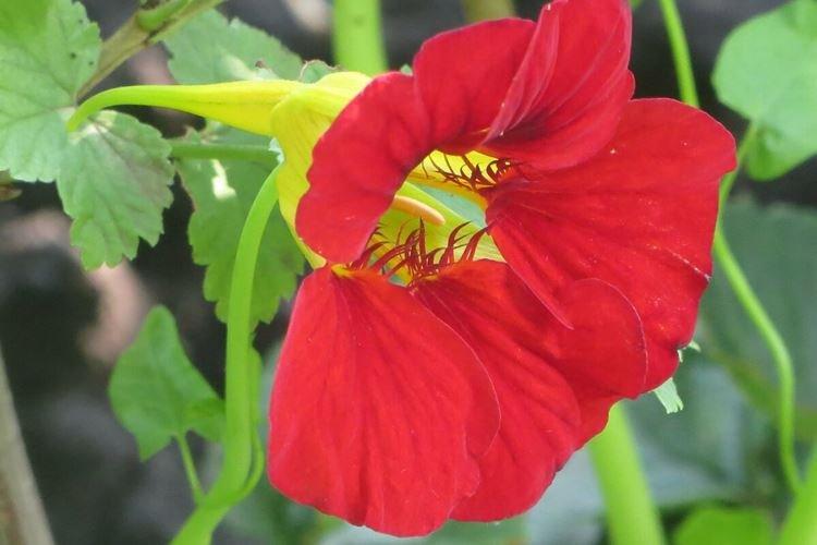 Nasturtiums - foto Nasturtiums - foto