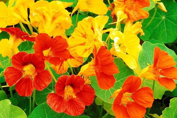 Nasturtiums - foto Nasturtiums - foto