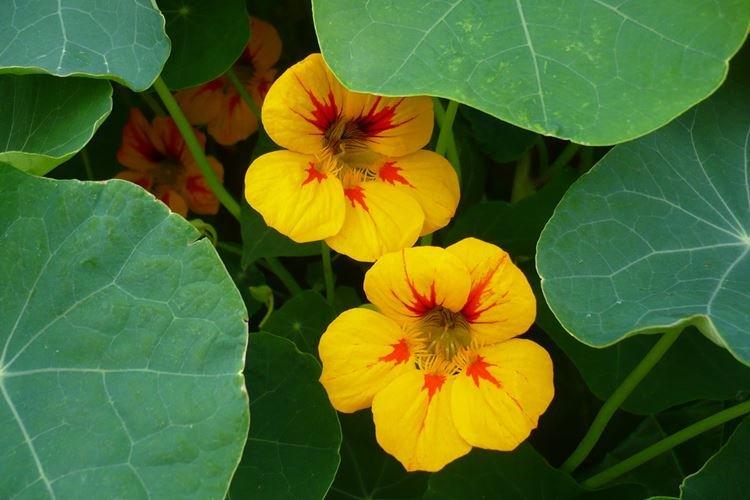 Nasturtiums - foto Nasturtiums - foto