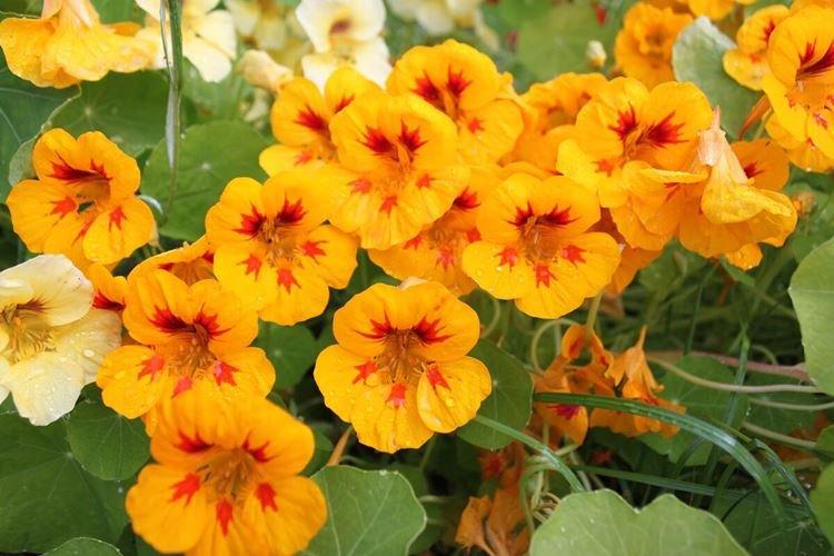 Nasturtiums - foto Nasturtiums - foto