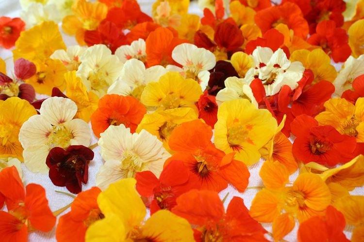 Nasturtiums - foto Nasturtiums - foto