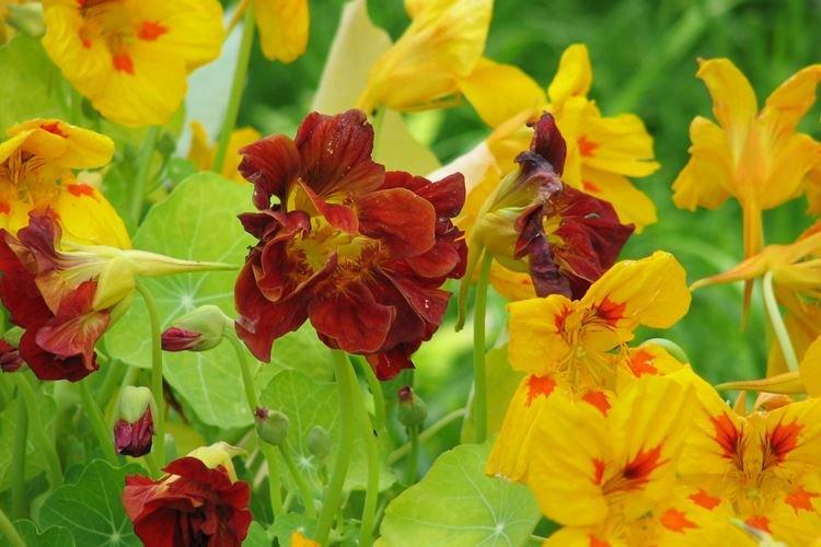 Nasturtiums - foto Nasturtiums - foto