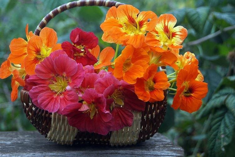 Nasturtiums - foto Nasturtiums - foto
