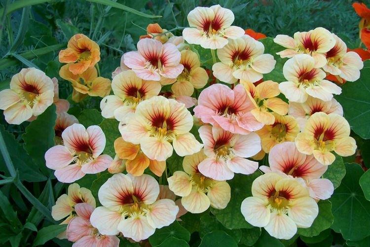 Nasturtiums - foto Nasturtiums - foto