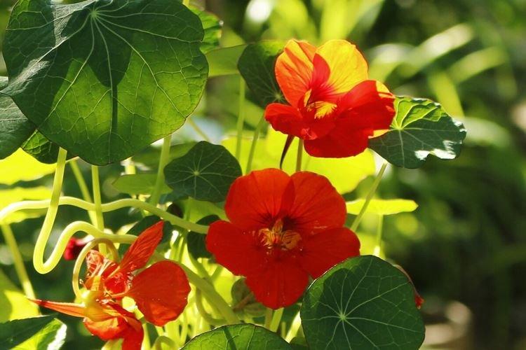 Nasturtiums - foto Nasturtiums - foto