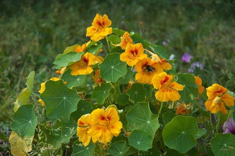 Nasturtiums - foto Nasturtiums - foto