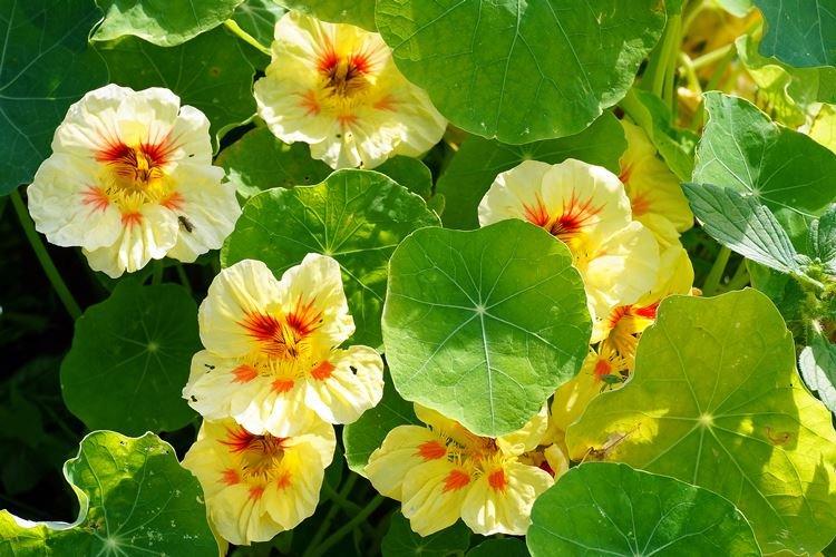 Nasturtiums - foto Nasturtiums - foto