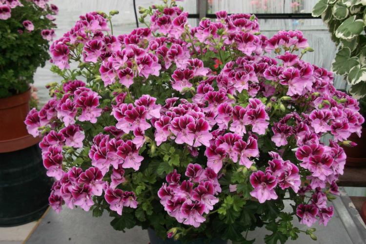 Všeobecné vlastnosti - Pelargonium (pelargónie) Všeobecné vlastnosti - Pelargonium (pelargónie)