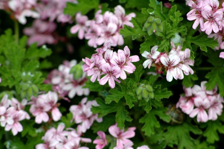 Voňavé pelargonium - druhy pelargonia (pelargónie) Voňavé pelargonium - druhy pelargonia (pelargónie)