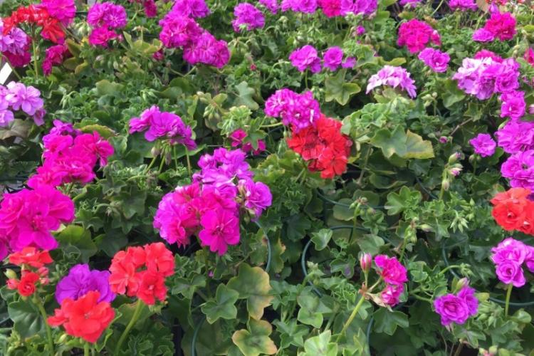 Ivy Pelargonium - Druhy Pelargonium (Geranium) Ivy Pelargonium - Druhy Pelargonium (Geranium)