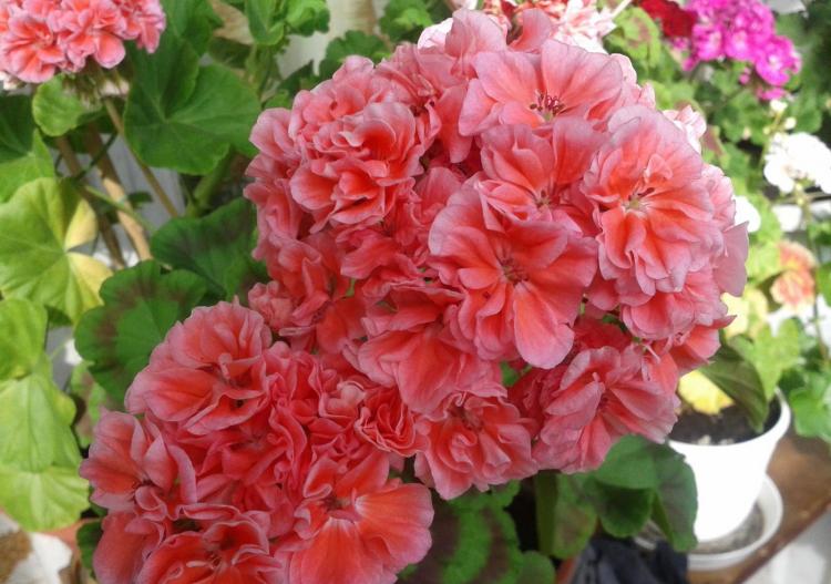 Zone Pelargonium - Druhy Pelargonium (Geranium) Zone Pelargonium - Druhy Pelargonium (Geranium)