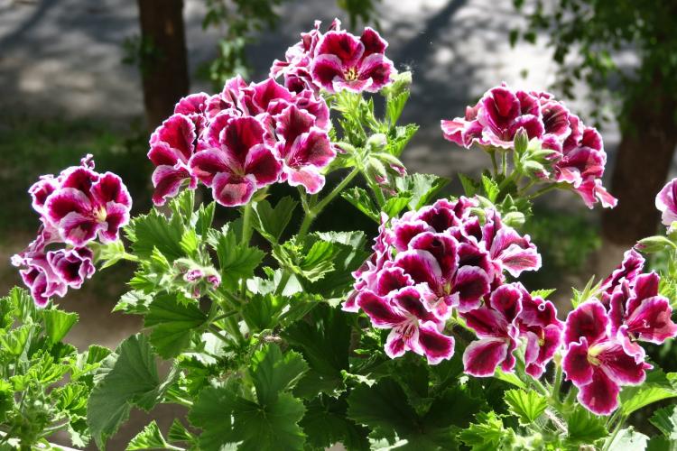 Royal Pelargonium - Druhy Pelargonium (Geranium) Royal Pelargonium - Druhy Pelargonium (Geranium)