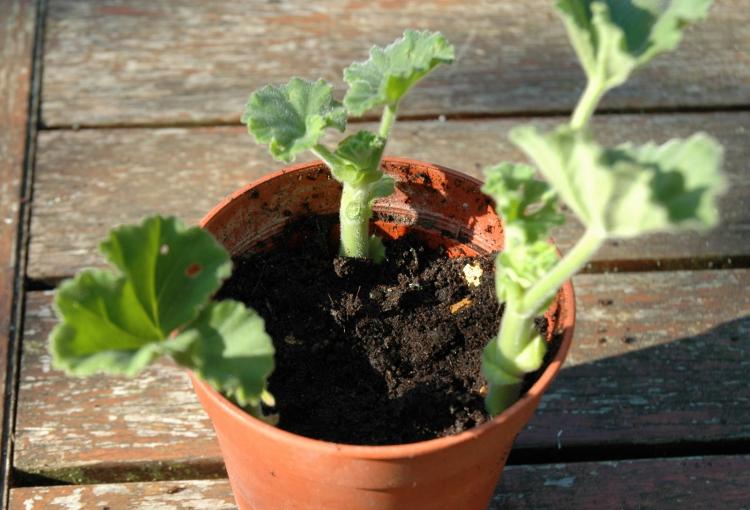 Osvetlenie - starostlivosť o pelargonium (pelargónie) Osvetlenie - starostlivosť o pelargonium (pelargónie)