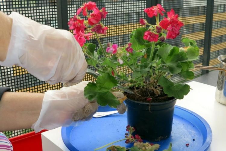 Prerezávanie - starostlivosť o pelargonium (pelargónie) Prerezávanie - starostlivosť o pelargonium (pelargónie)