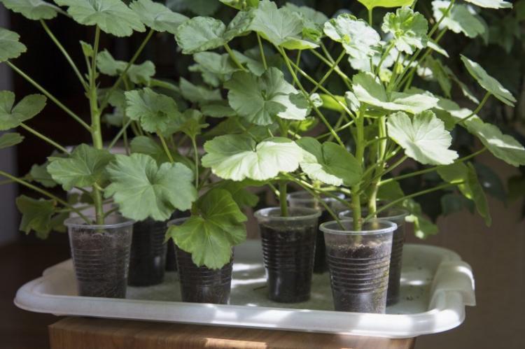 Transplantácia a reprodukcia - Pelargonium (pelargónie) Transplantácia a reprodukcia - Pelargonium (pelargónie)