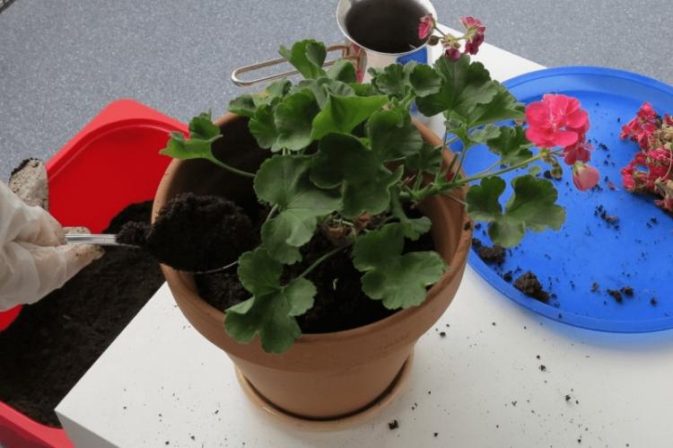 Transplantácia a reprodukcia - Pelargonium (pelargónie) Transplantácia a reprodukcia - Pelargonium (pelargónie)