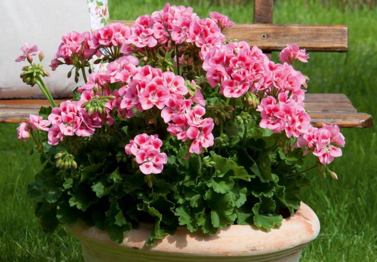 Pelargonium (pelargónie) - foto Pelargonium (pelargónie) - foto