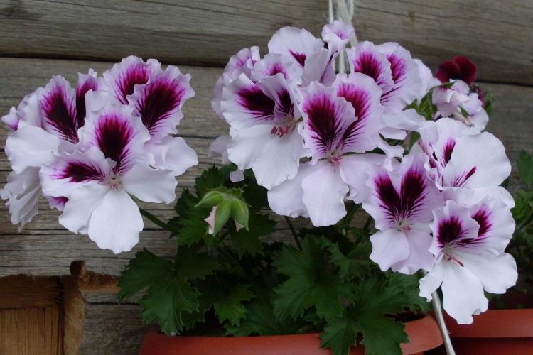 Pelargonium (pelargónie) - foto Pelargonium (pelargónie) - foto