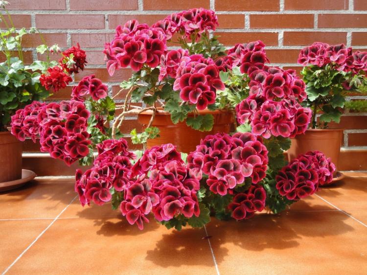 Pelargonium (pelargónie) - foto Pelargonium (pelargónie) - foto